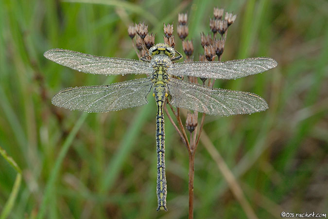 Yellow-legged clubtail - Gomphus pulchellus