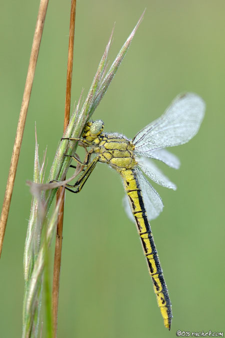 Yellow-legged clubtail - Gomphus pulchellus