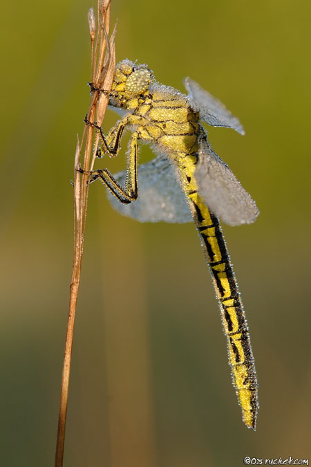 Yellow-legged clubtail - Gomphus pulchellus