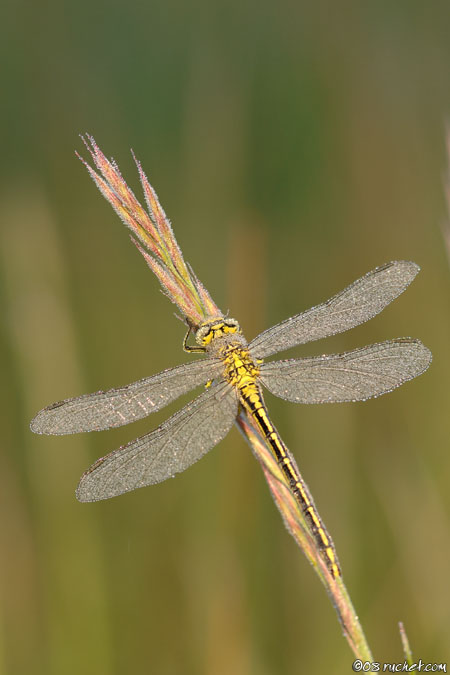 Yellow-legged clubtail - Gomphus pulchellus