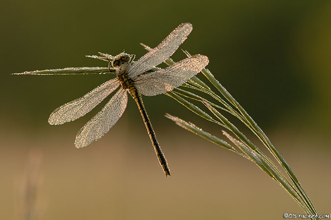 Yellow-legged clubtail - Gomphus pulchellus