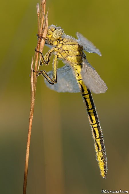 Gomphe gentil - Gomphus pulchellus