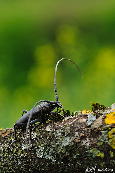 Cerambice della quercia - Cerambyx cerdo