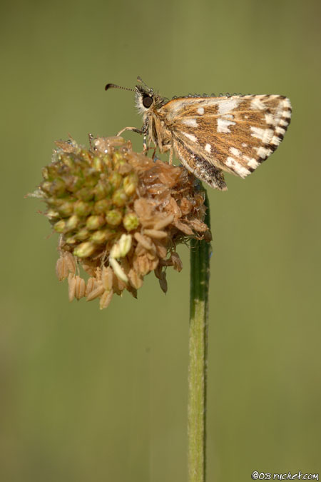 Pyrgus cirsii - Pyrgus cirsii