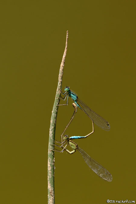 Blue-tailed Damselfly - Ischnura elegans