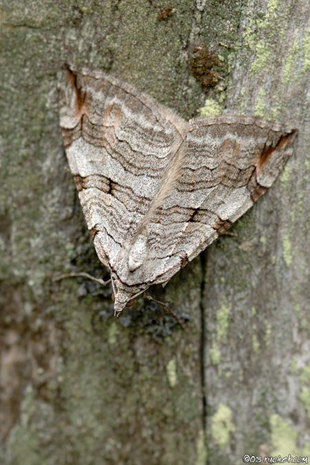 La triple Raie montagnarde - Aplocera praeformata