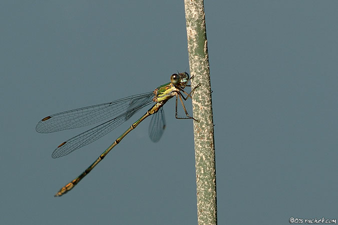 Leste vert - Lestes viridis