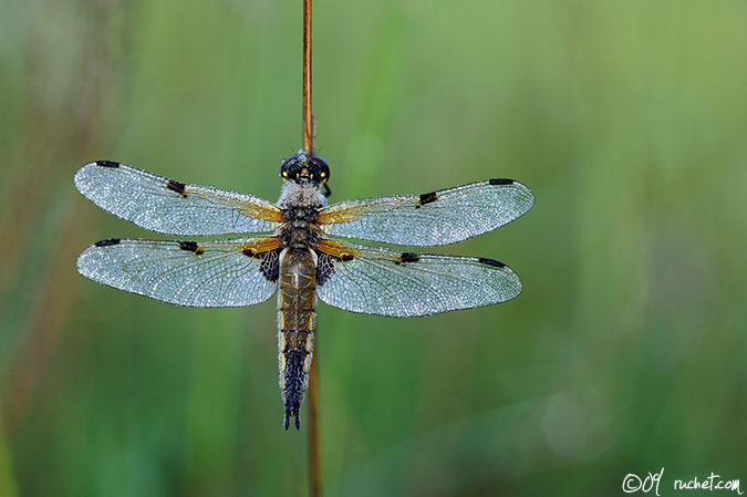 Libellule à quatre taches - Libellula quadrimaculata