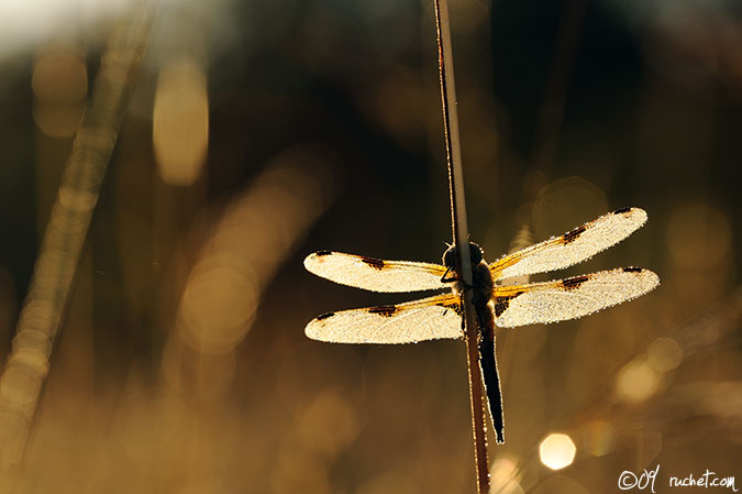 Vierfleck - Libellula quadrimaculata