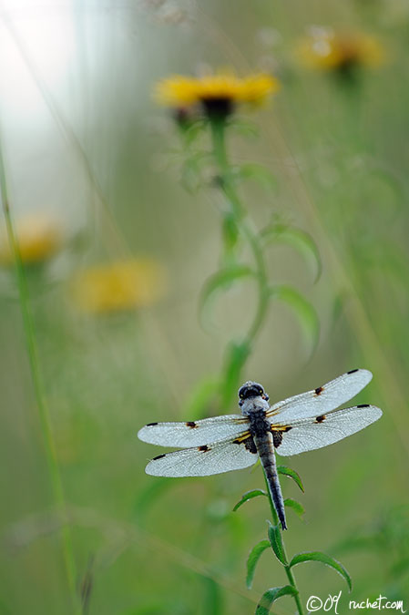 Libellule à quatre taches - Libellula quadrimaculata