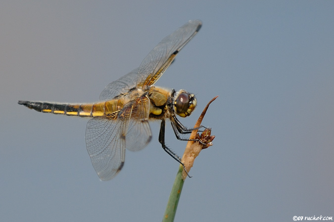 Libellule à quatre taches - Libellula quadrimaculata