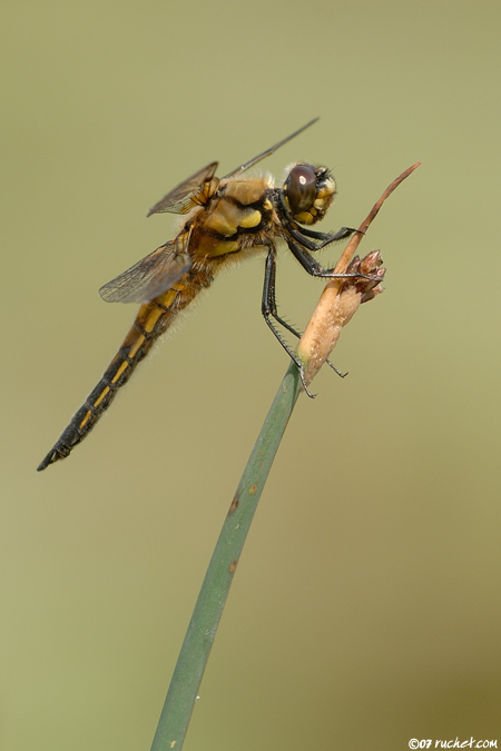 Vierfleck - Libellula quadrimaculata