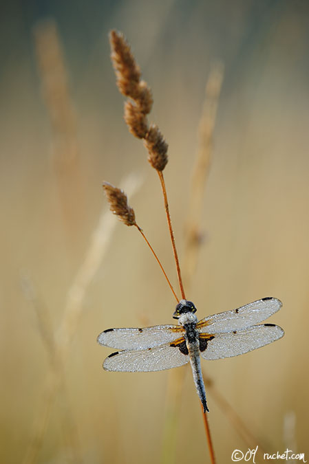 Libellule à quatre taches - Libellula quadrimaculata