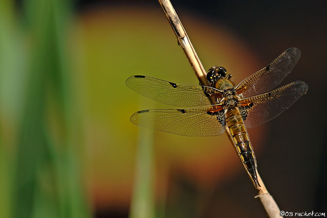 Libellule à quatre taches - Libellula quadrimaculata