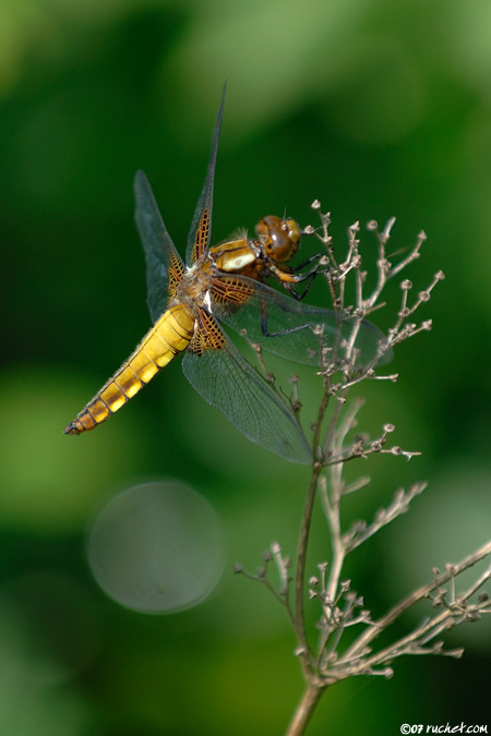Plattbauch - Libellula depressa