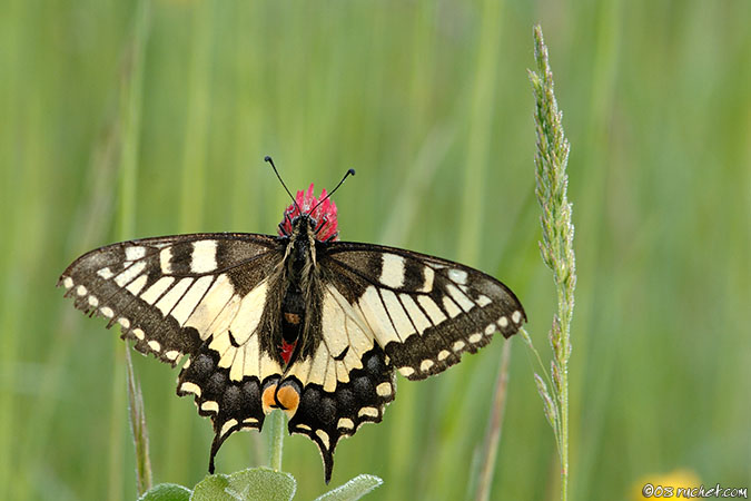 Machaon - Papilio machaon