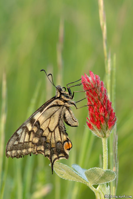 Machaon - Papilio machaon