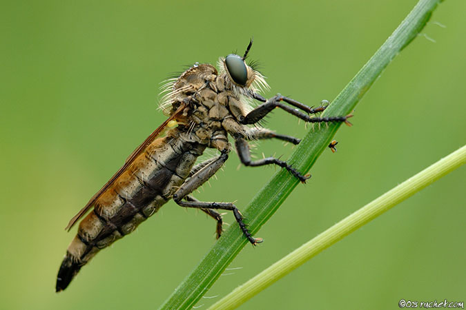 Machimus - Machimus sp.