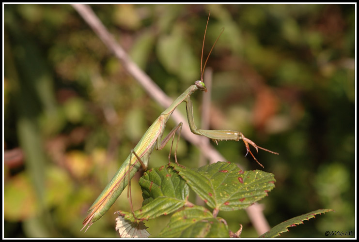 Mante religieuse - Mantis religiosa