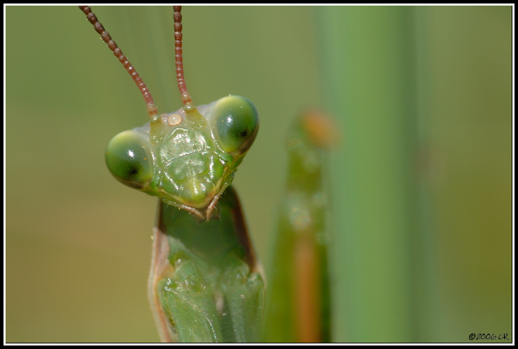 Mante religieuse - Mantis religiosa