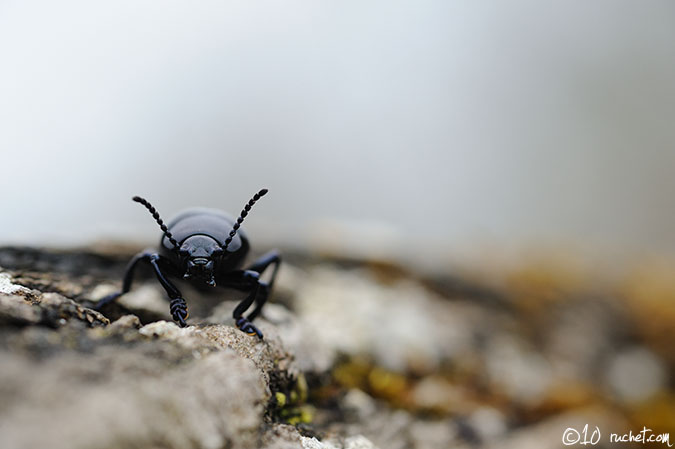 Schwarzblauer Ölkäfer - Meloe proscarabaeus