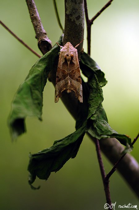 Phlogophora meticulosa - Phlogophora meticulosa