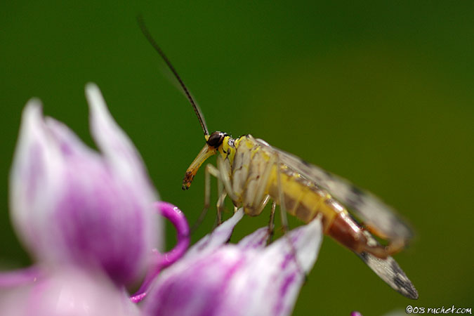 Gemeine Skorpionsfliege - Panorpa communis