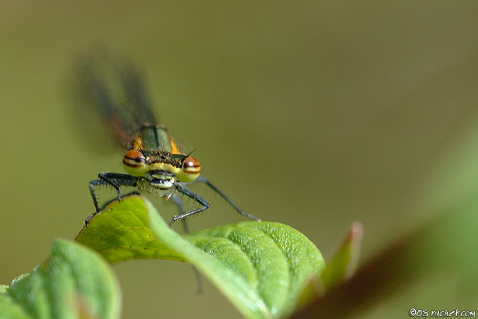 Nymphe au corps de feu - Pyrrhosoma nymphula