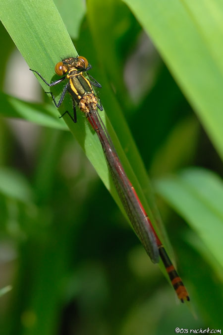 Nymphe au corps de feu - Pyrrhosoma nymphula