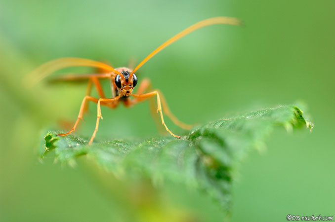 Ophion ventricosus - Ophion ventricosus