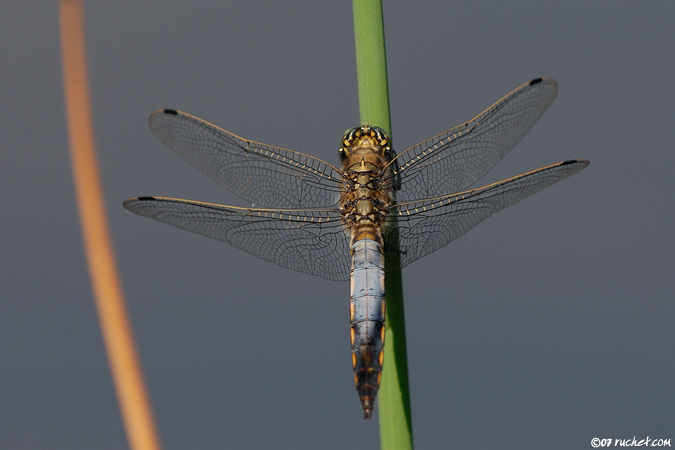 Orthétrum réticulé - Orthetrum cancellatum