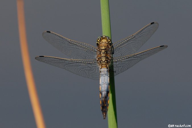 Orthétrum réticulé - Orthetrum cancellatum