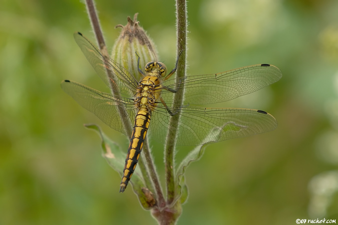 Großer Blaupfeil - Orthetrum cancellatum