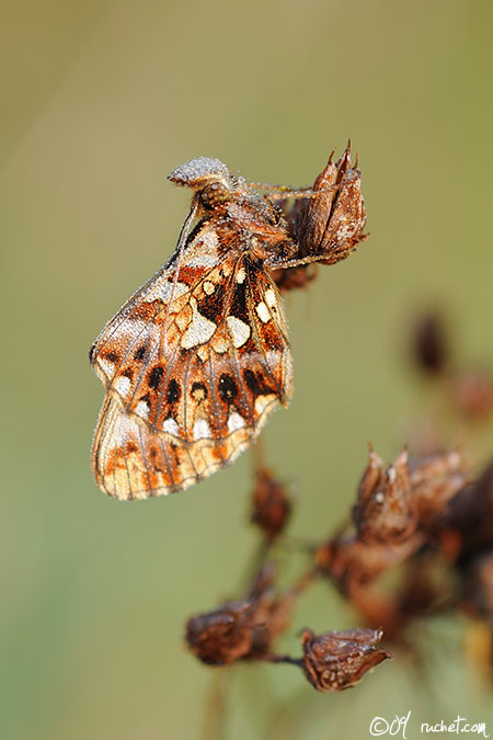 Magerrasen-Perlmutterfalter - Boloria dia