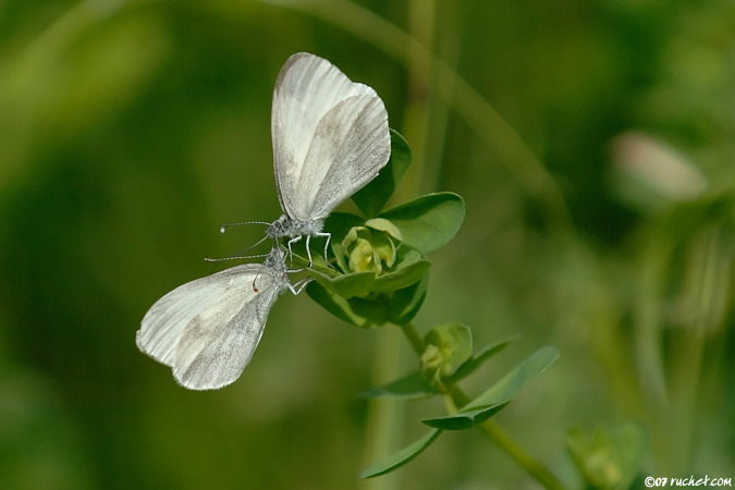 Piéride de la moutarde - Leptidea sinapis