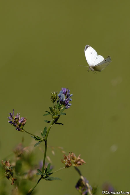 Cavolaia minore - Pieridae Pierinaef