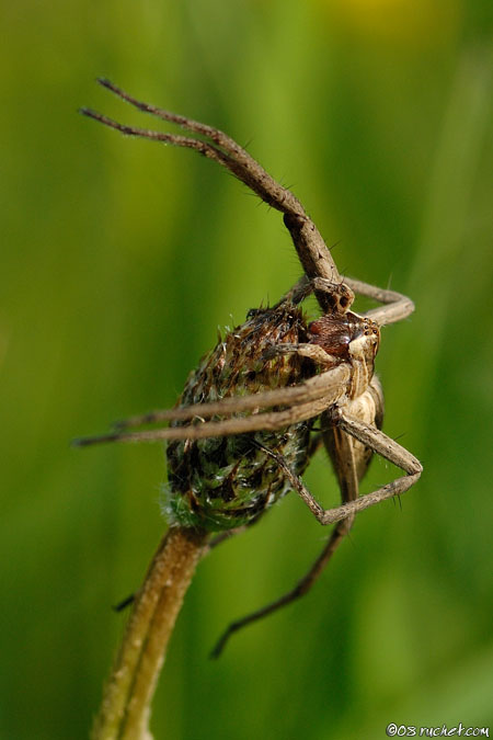 Pisaura mirabilis - Pisaura mirabilis