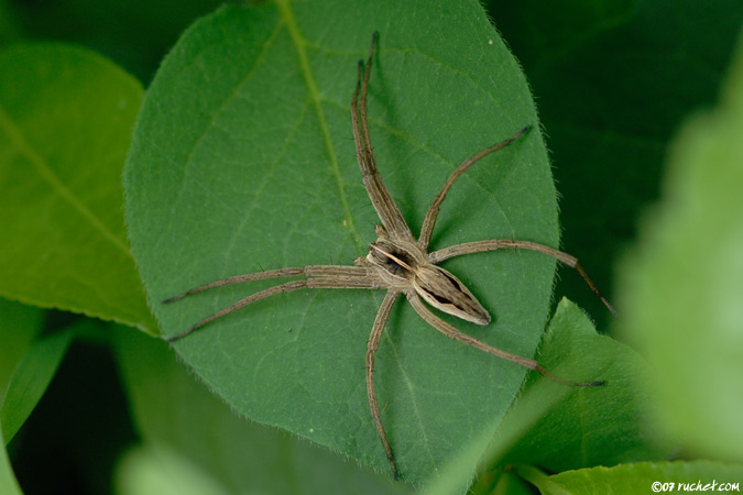 Pisaure admirable - Pisaura mirabilis