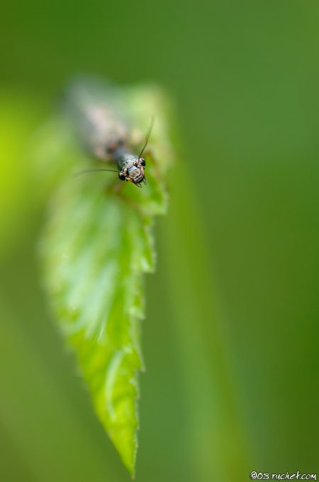 Kamelhalsfliegen - Raphidia notata