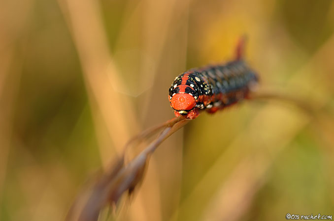 Sphinx de l'euphorbe - Hyles euphorbiae