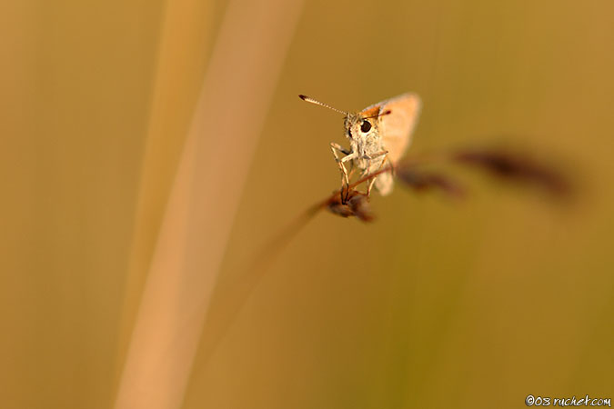 Ochlodes sylvanus - Ochlodes sylvanus