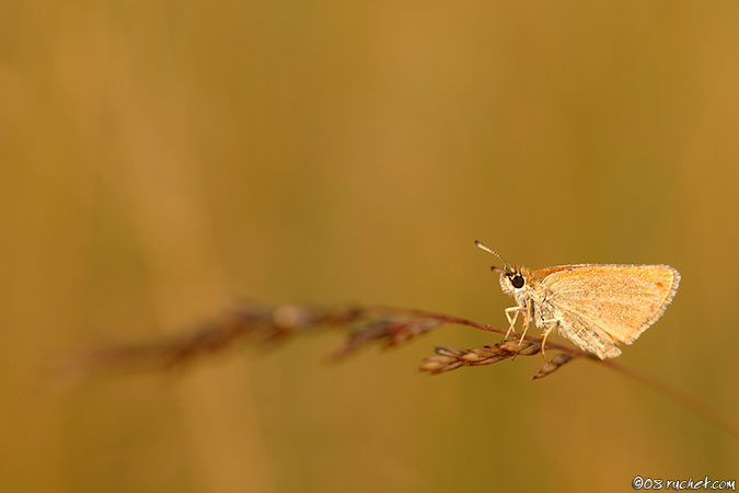 Ochlodes sylvanus - Ochlodes sylvanus