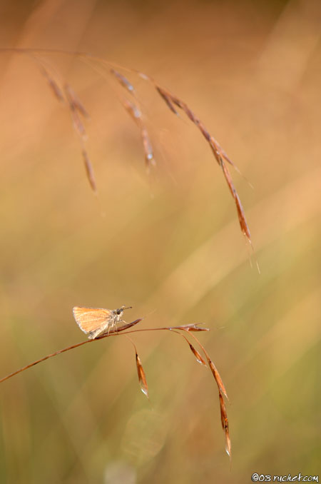 Ochlodes sylvanus - Ochlodes sylvanus