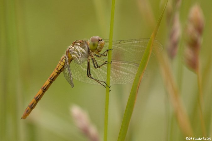 Blutrote Heidelibelle - Sympetrum sanguineum