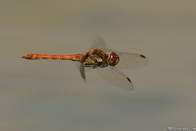 Sympétrum strié - Sympetrum striolatum