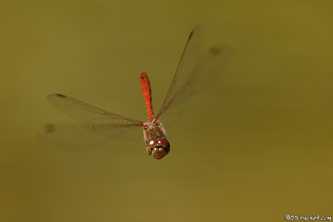 Sympétrum strié - Sympetrum striolatum