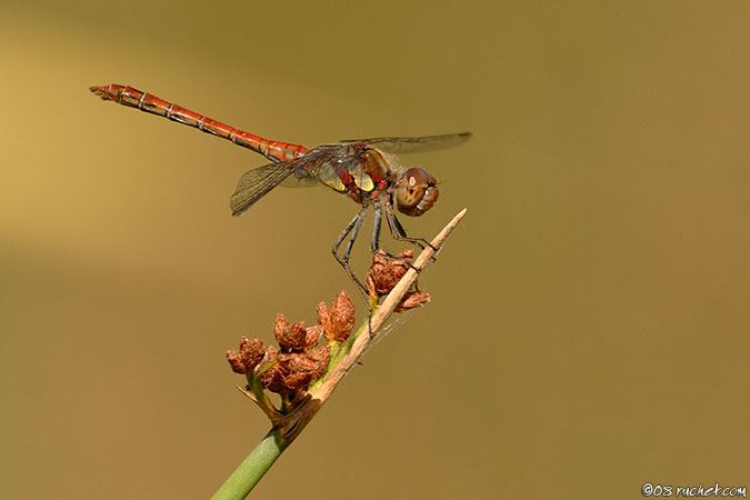 Sympétrum strié - Sympetrum striolatum