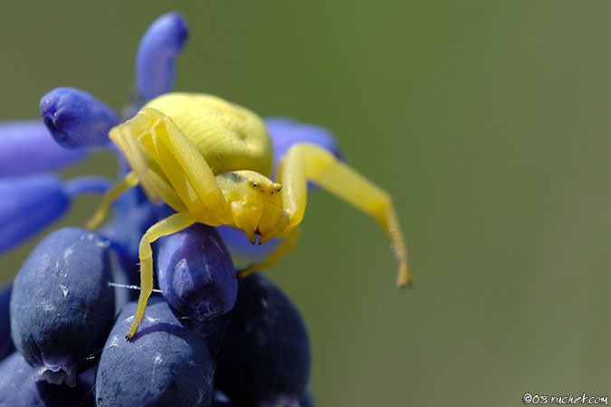 Misumena vatia - Misumena vatia