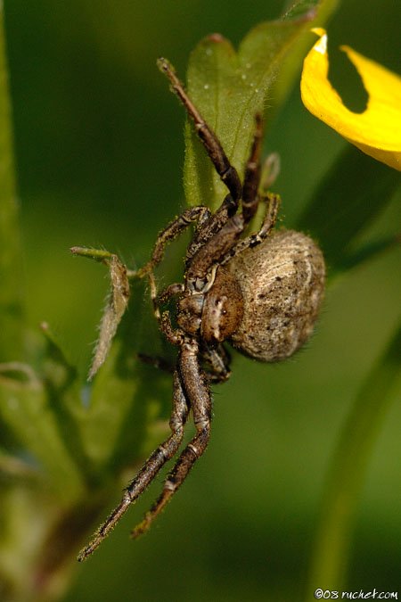 Thomise - Misumena vatia