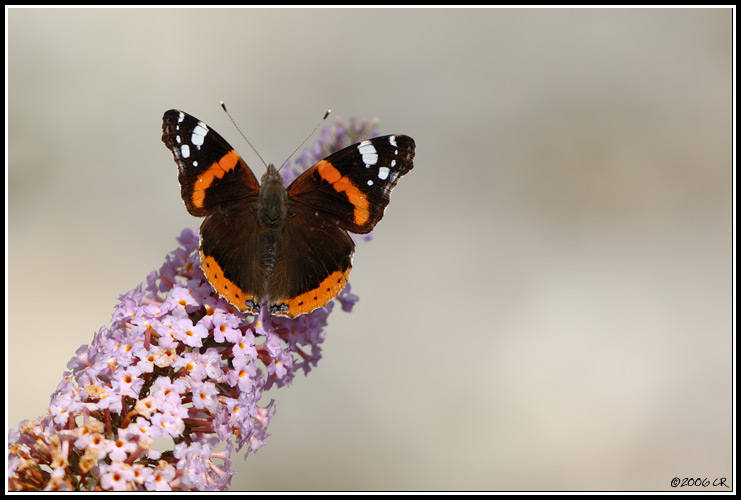 Admiral - Vanessa atalanta